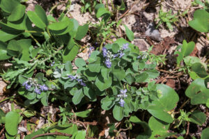 海辺に咲くハマゴウ。茎は地面をはい、半ば砂に埋もれて伸びる。果実は蔓荊子（マンケイシ）と呼ばれる生薬で鎮痛、鎮静、消炎作用がある。