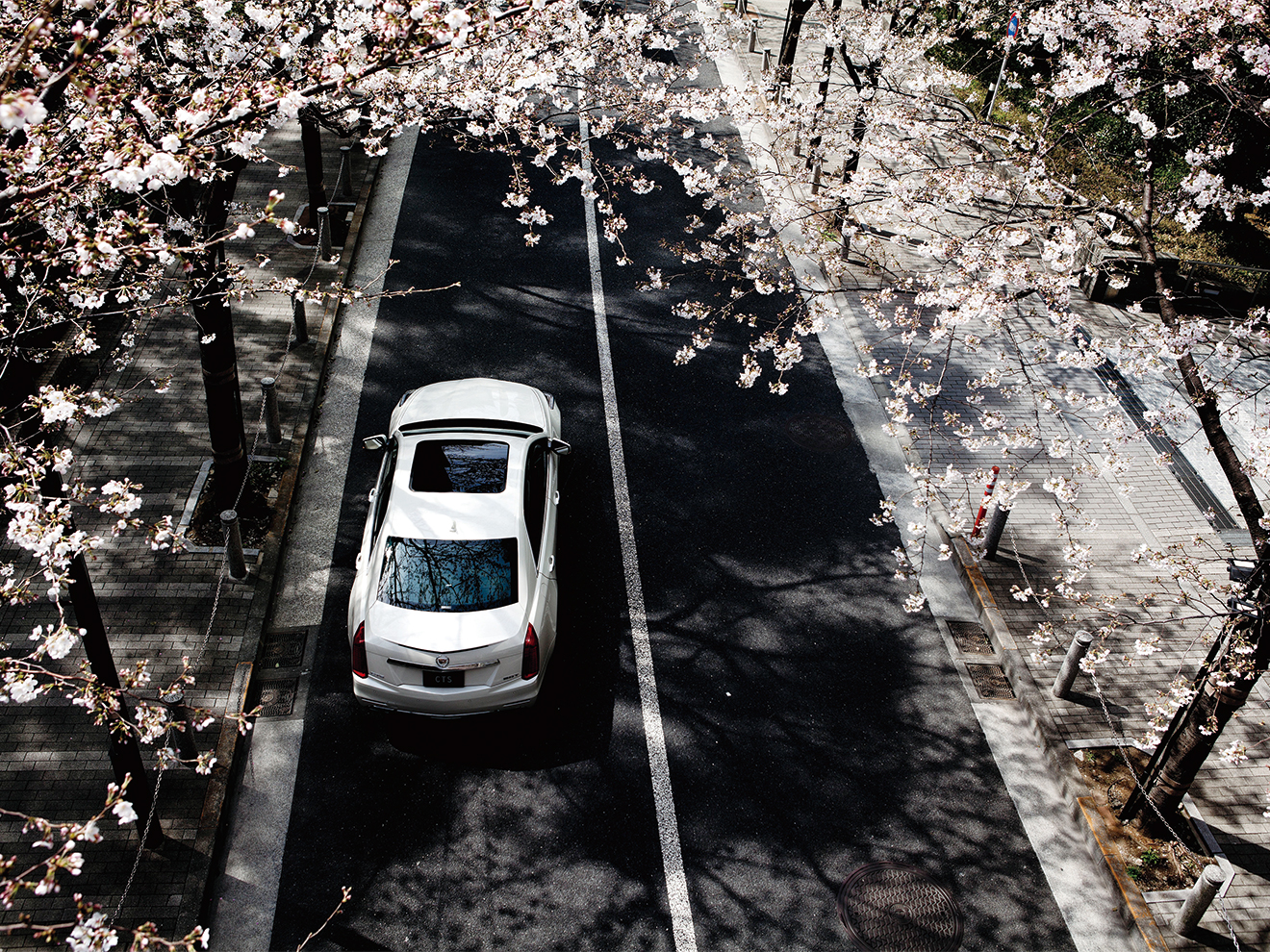 CTSと満開の桜