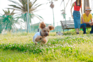 愛犬を伸び伸びと遊ばせることのできるドッグラン。