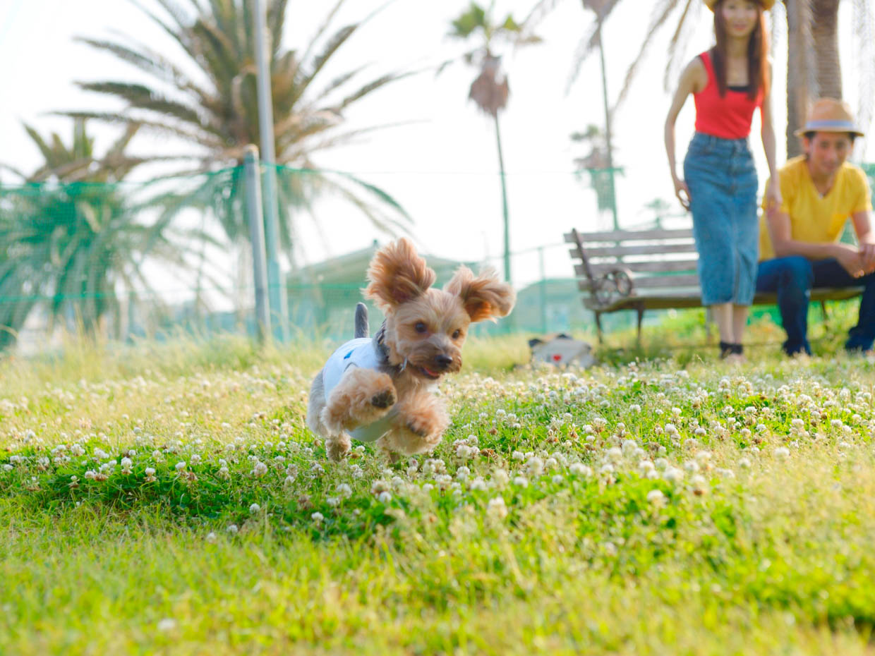 愛犬を伸び伸びと遊ばせることのできるドッグラン。