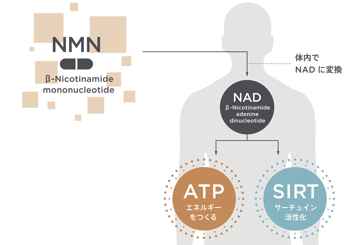 NMNの仕組み