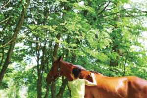 馬のケアから始まる「星のや」ならではの乗馬体験。馬との親密なふれあいや森の中の乗馬を通して、他では得られない自然との一体感を満喫できる。