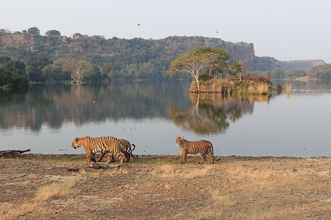 「The Land of Tigers」