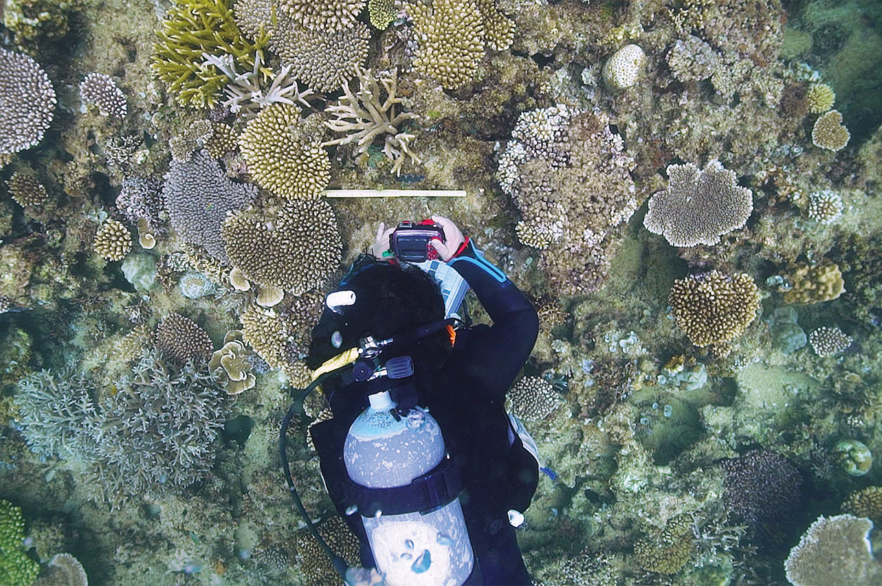 沖縄のサンゴ礁