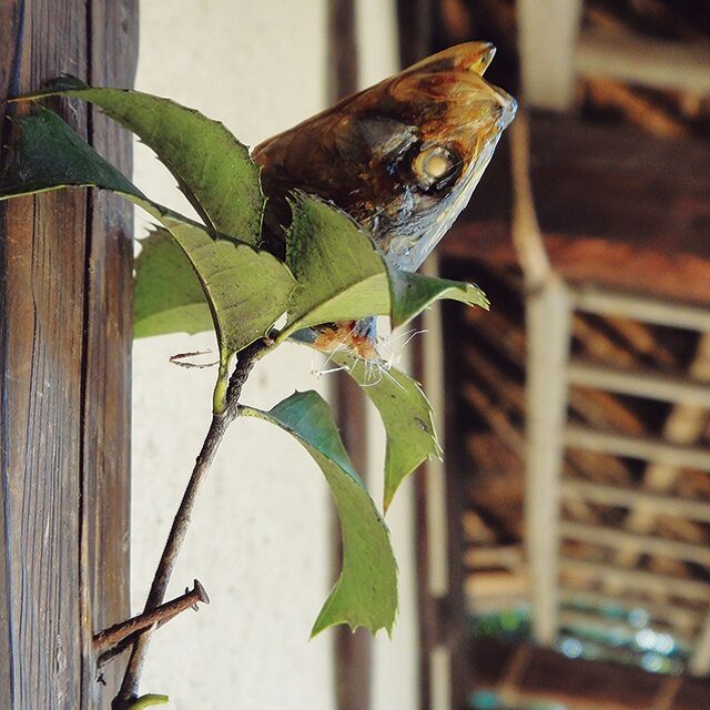 行事と食